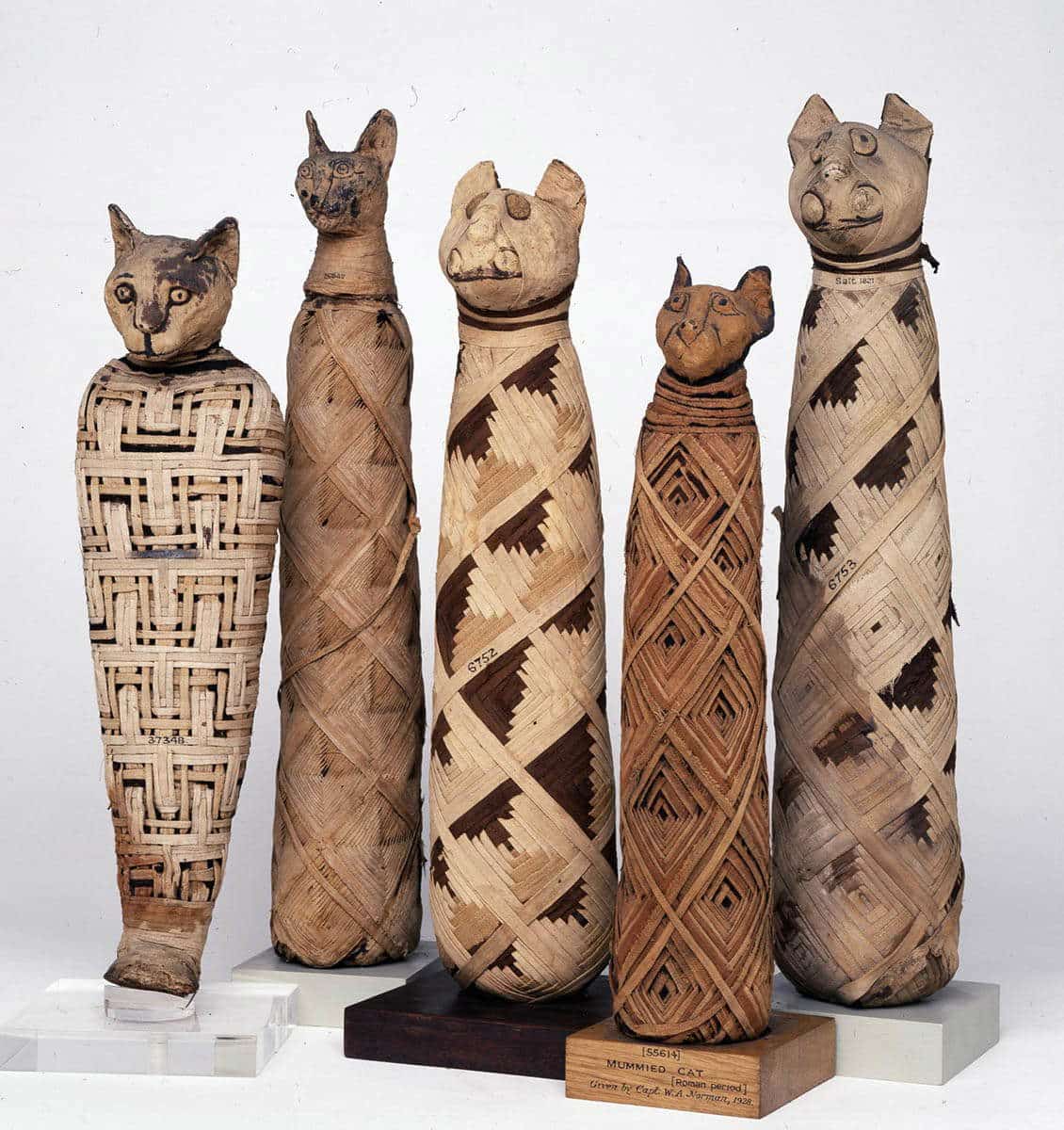 cats in ancient egypt mummy