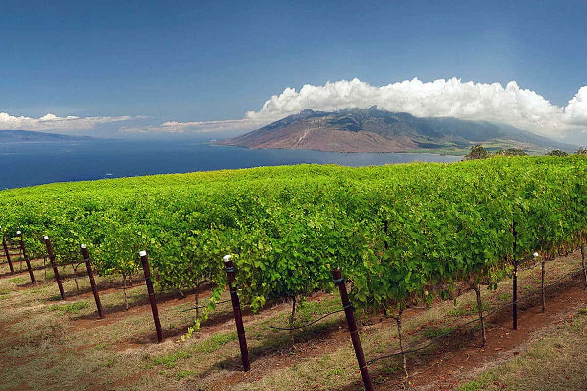 hawaii vineyard winemag.com