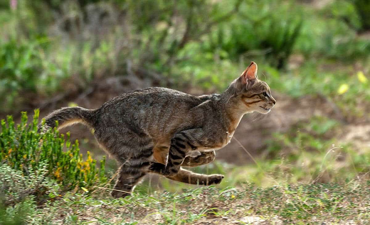 felis sylvestris lybica