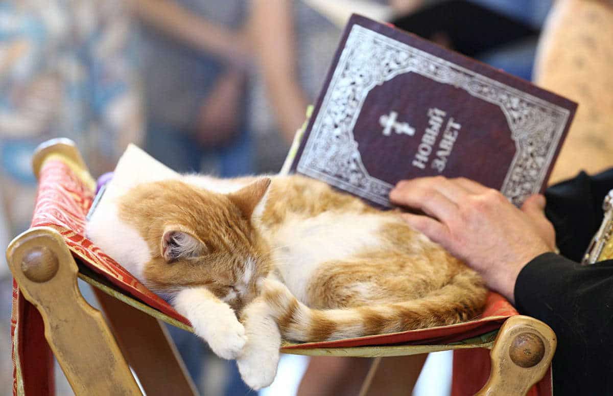 orthodox cat russia