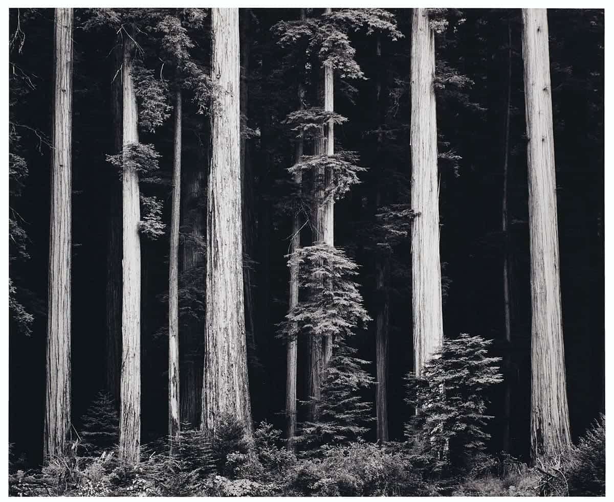 ansel adams redwoods bull creek flat