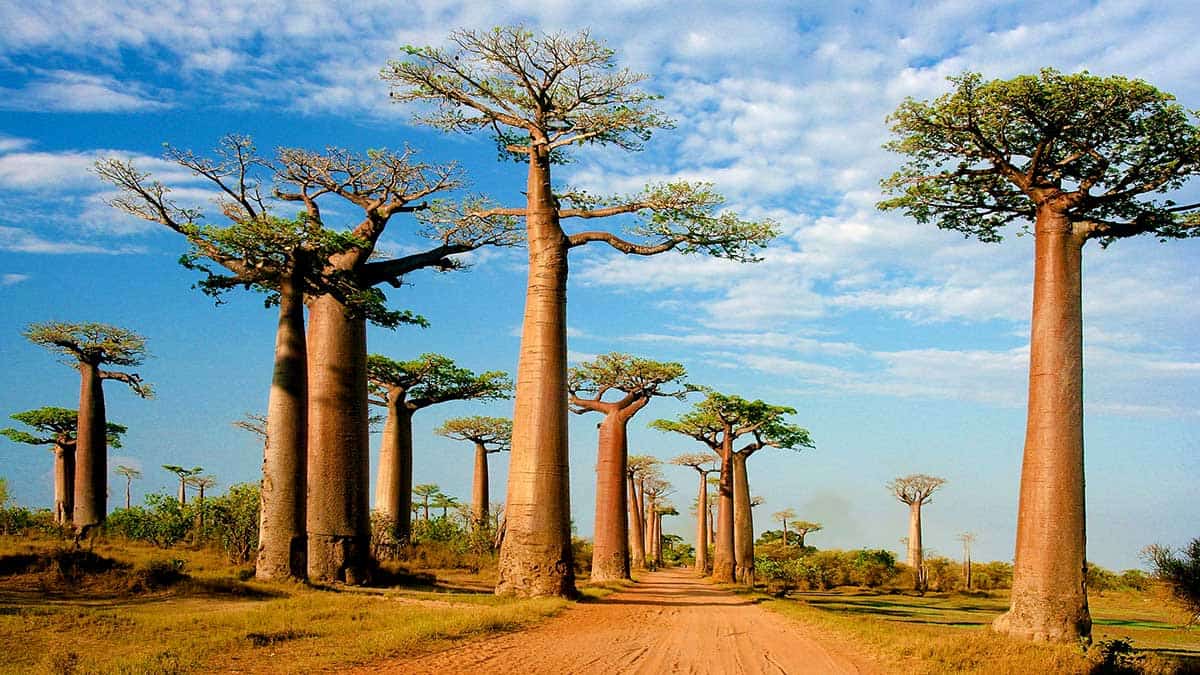 baobab tree west africa sundiata