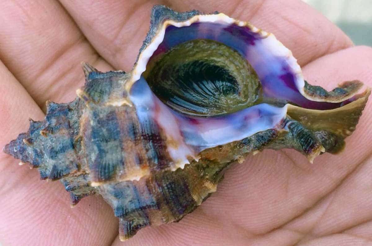 murex sea snail