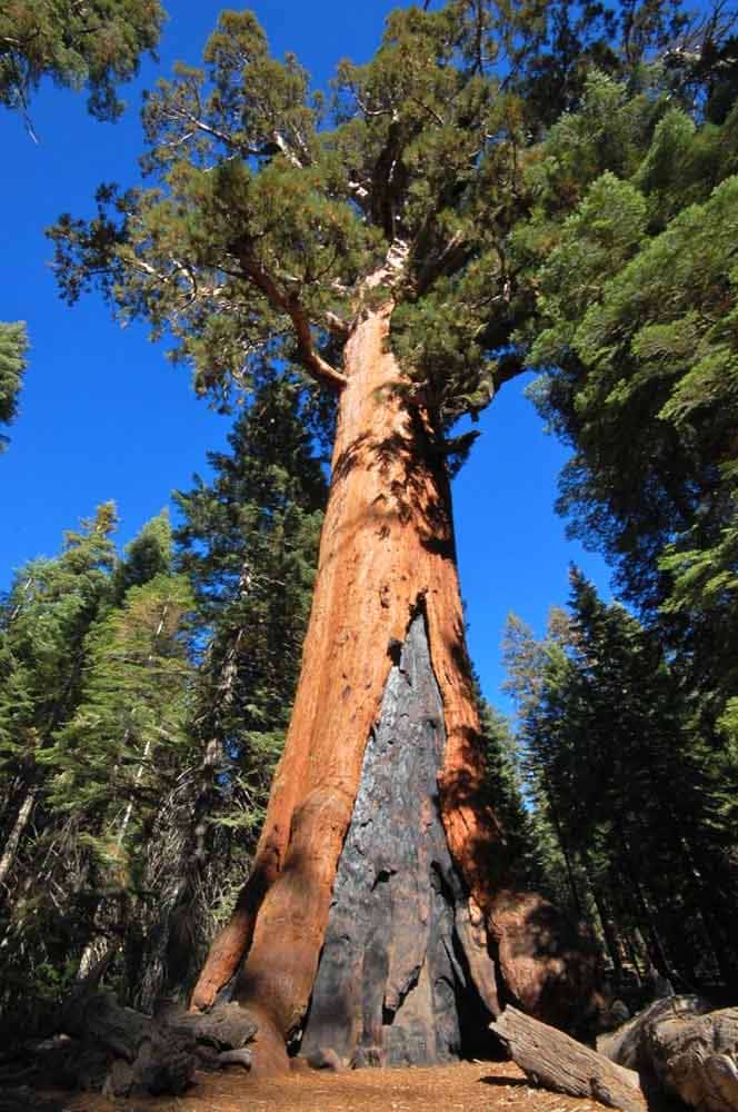 grizzly giant sequoia tree