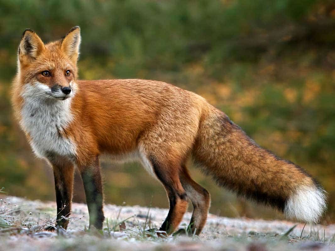 sierra red fox yosemite national park