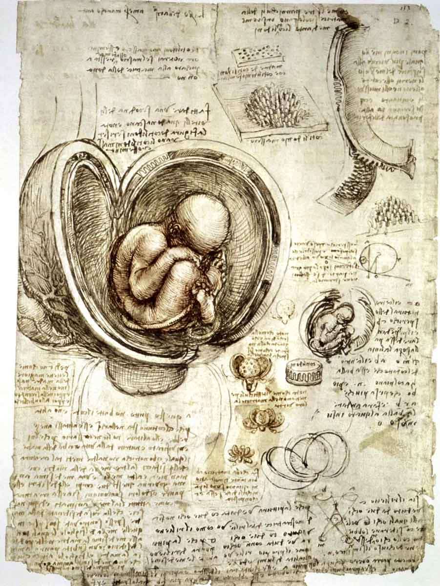 leonardo da vinci embryo