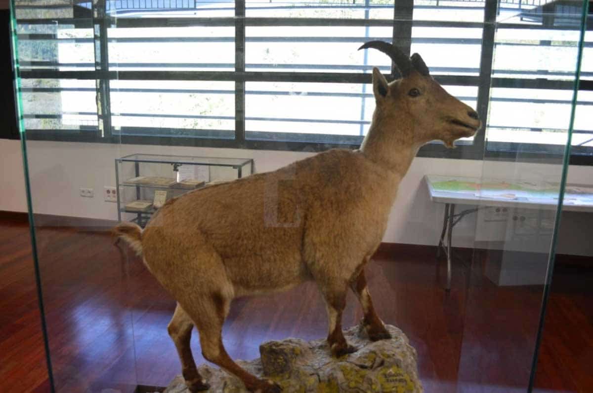 celia pyrenean ibex