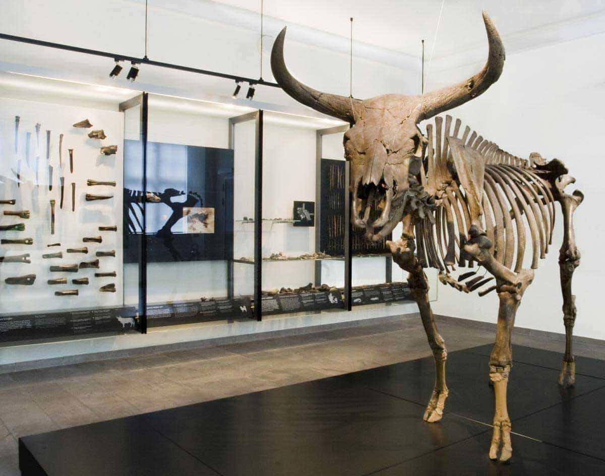 extinct animals aurochs skeleton