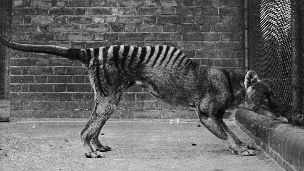 extinct animals benjamin thylacine