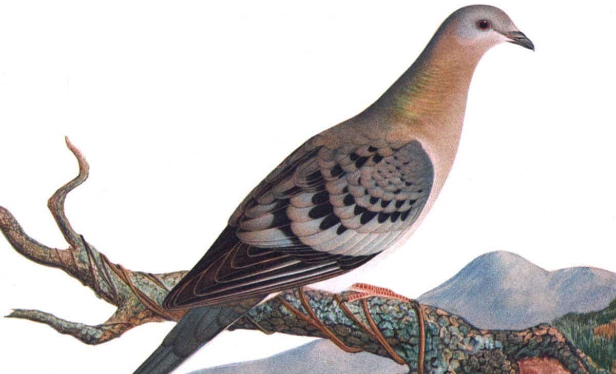 extinct animals passenger pigeon