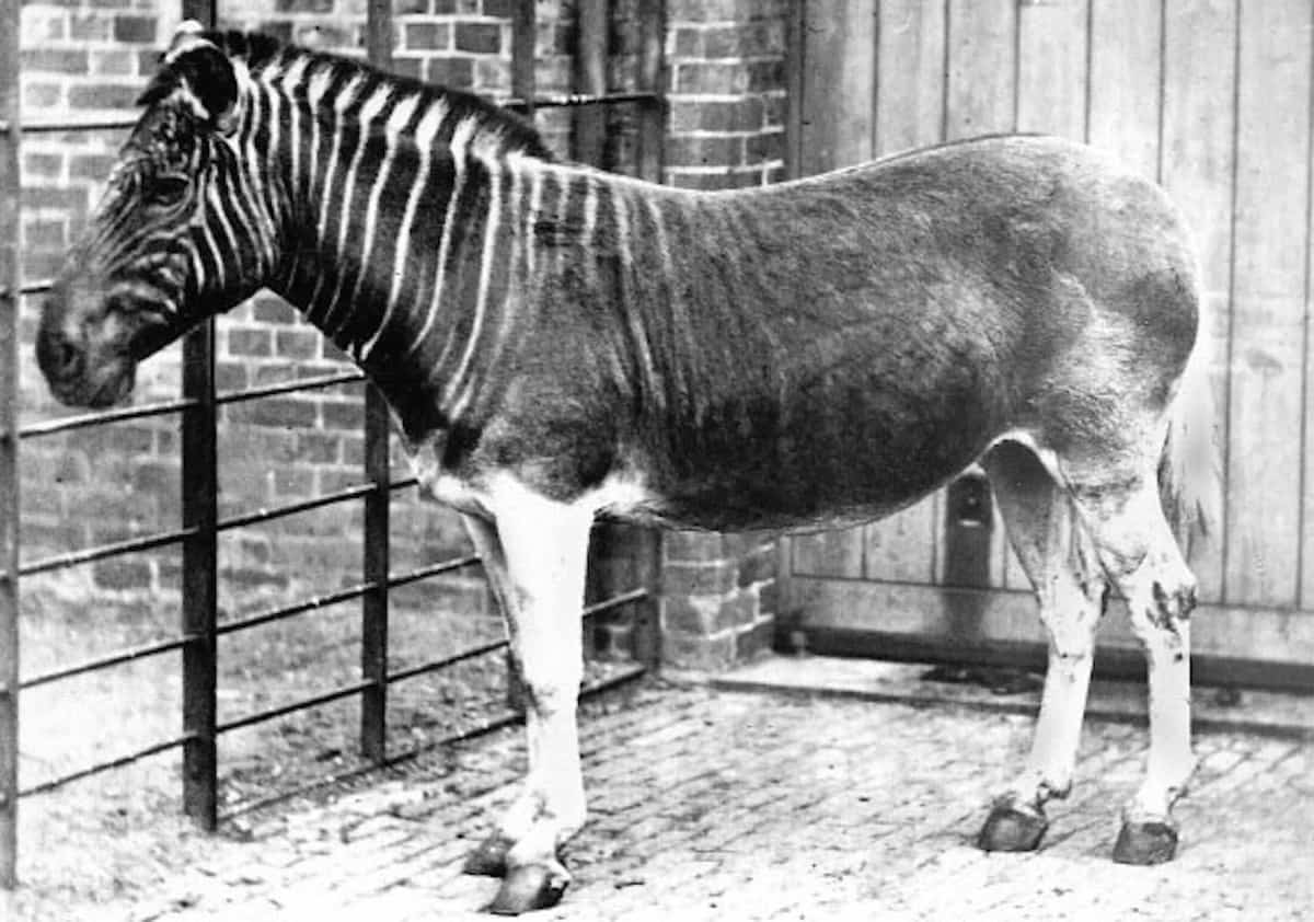 extinct animals quagga