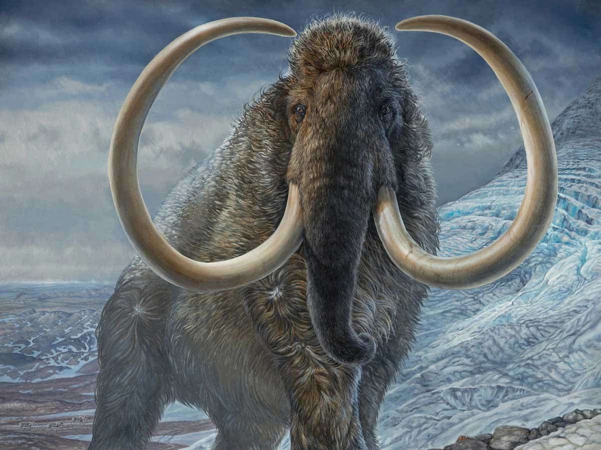 extinct animals woolly mammoth