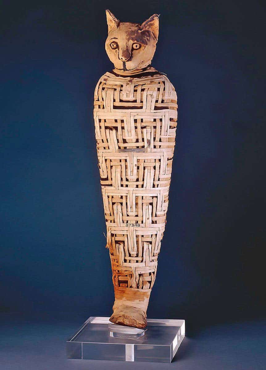 cat mummy