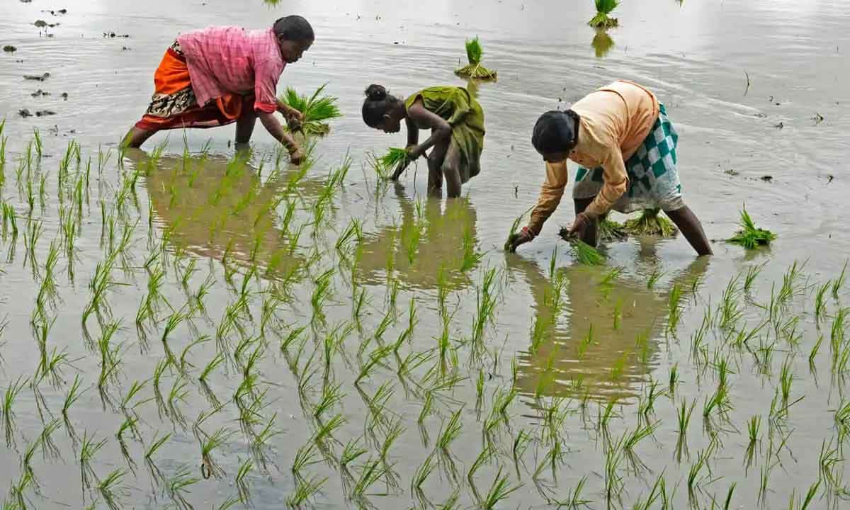 child works in field