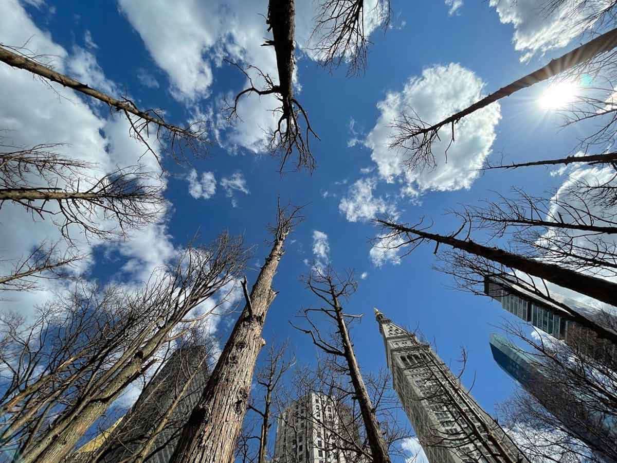 maya lin ghost forest 2021