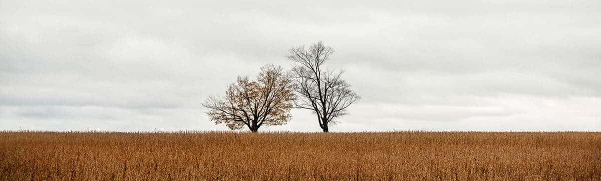 trees field