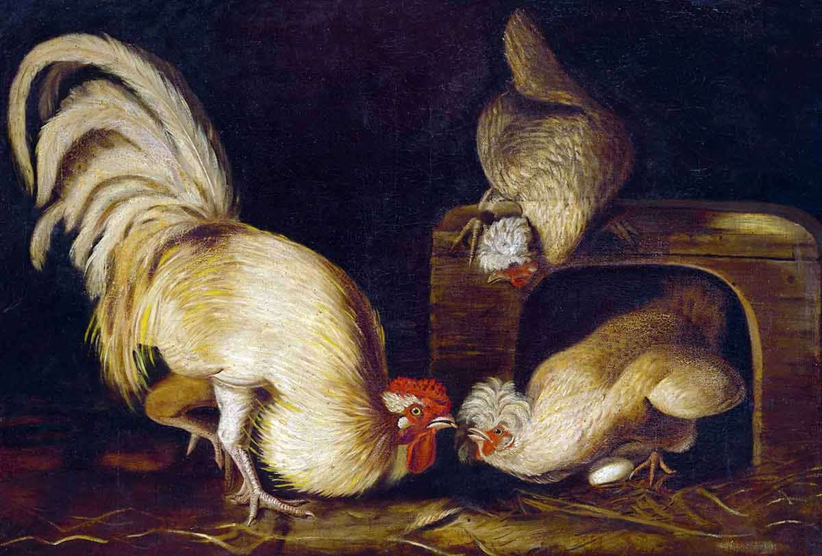 Farmyard Fowls, John James Audubon, 1827. Source: The National Gallery of Art