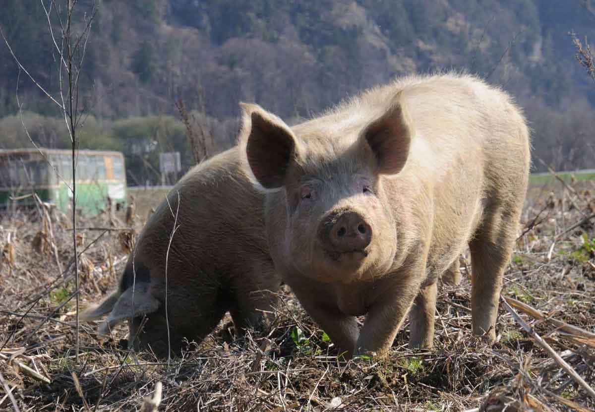 hatfield mccoy rivalry pig