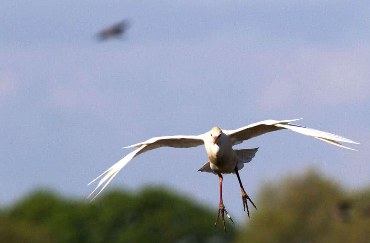 south africa white bird photo