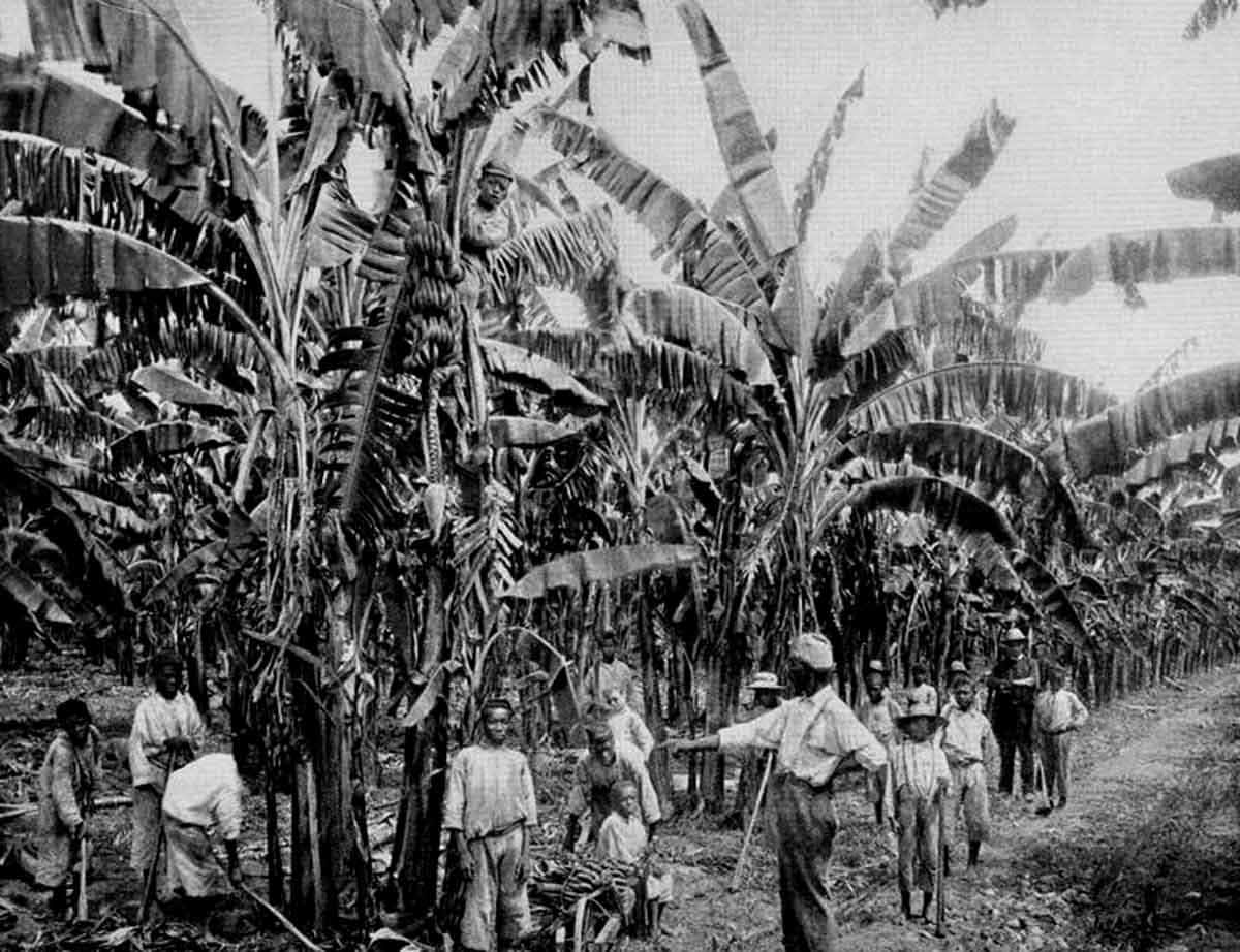 duperly jamaica banana plantation photo