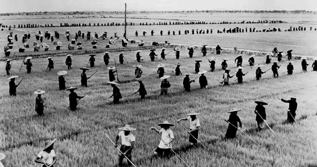 rice field china 1958