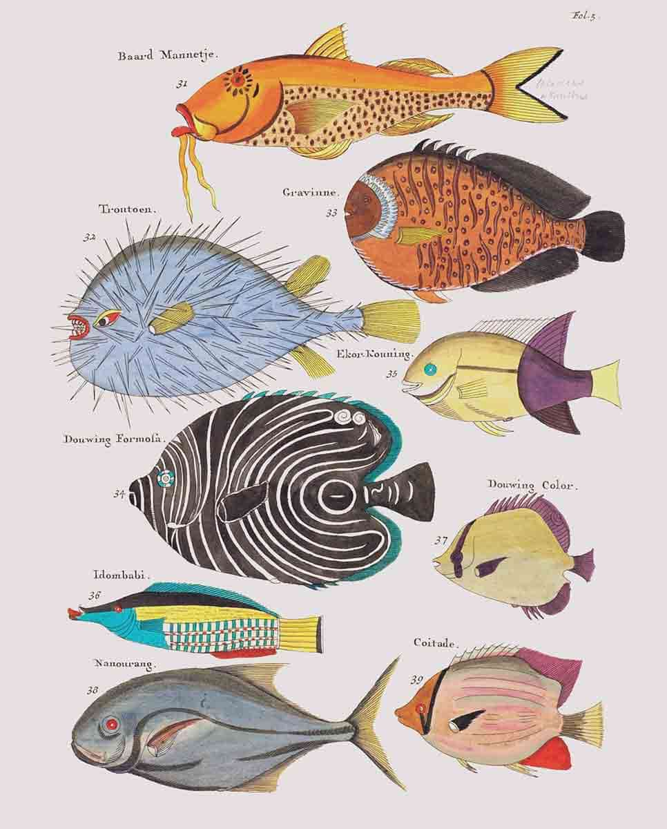 “Angry Puffer Fish and Others” by Louis Renard, via Forbes