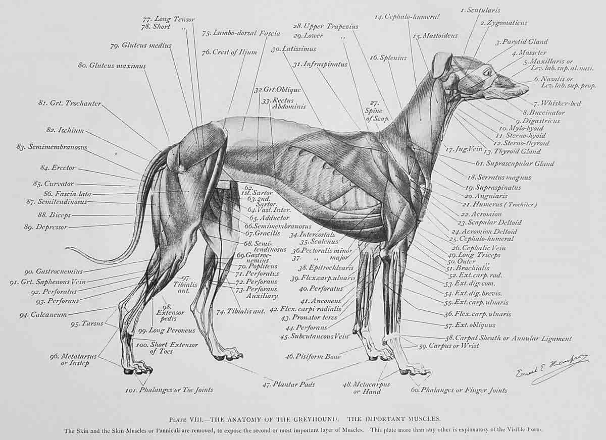 The anatomy of a dog, 19th century study. Source: Ernest Thompson Seton