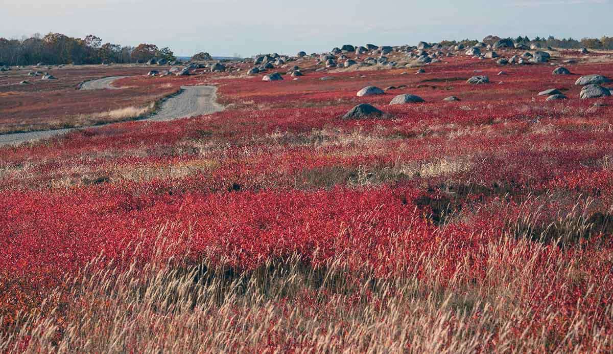 maine fun facts autumn blueberries