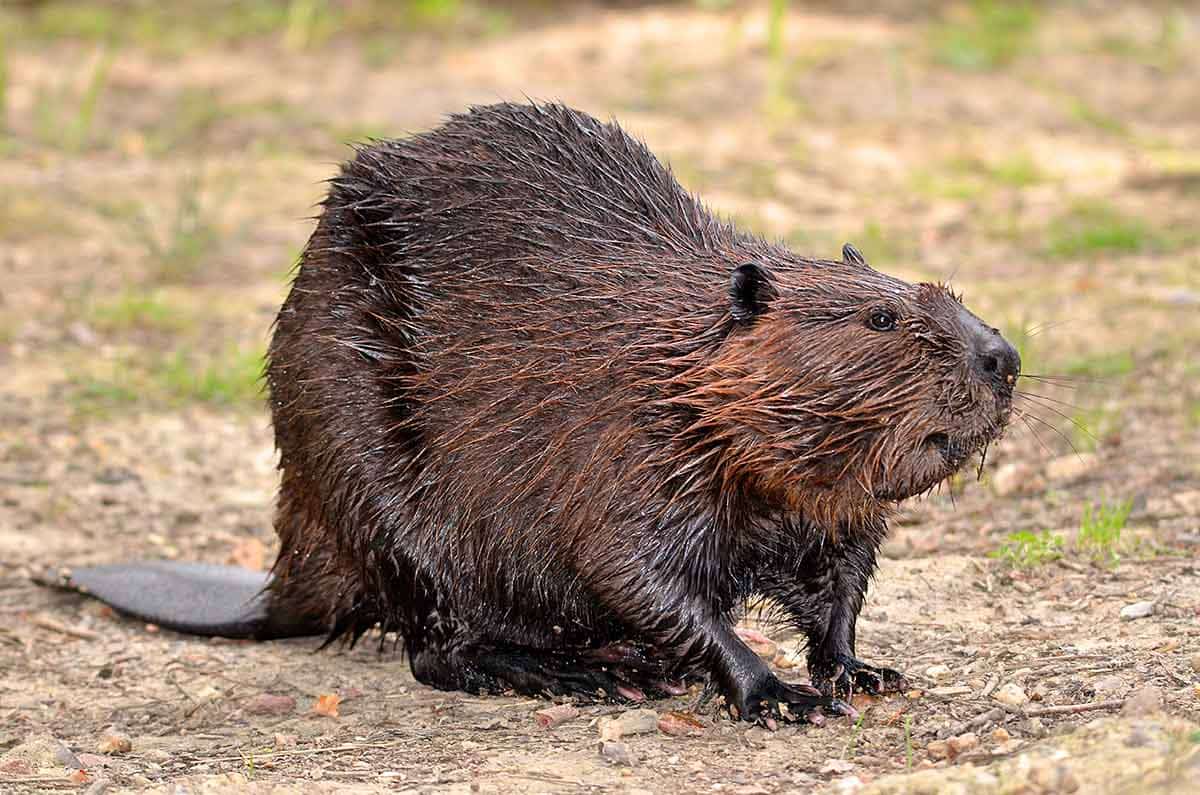 north american beaver