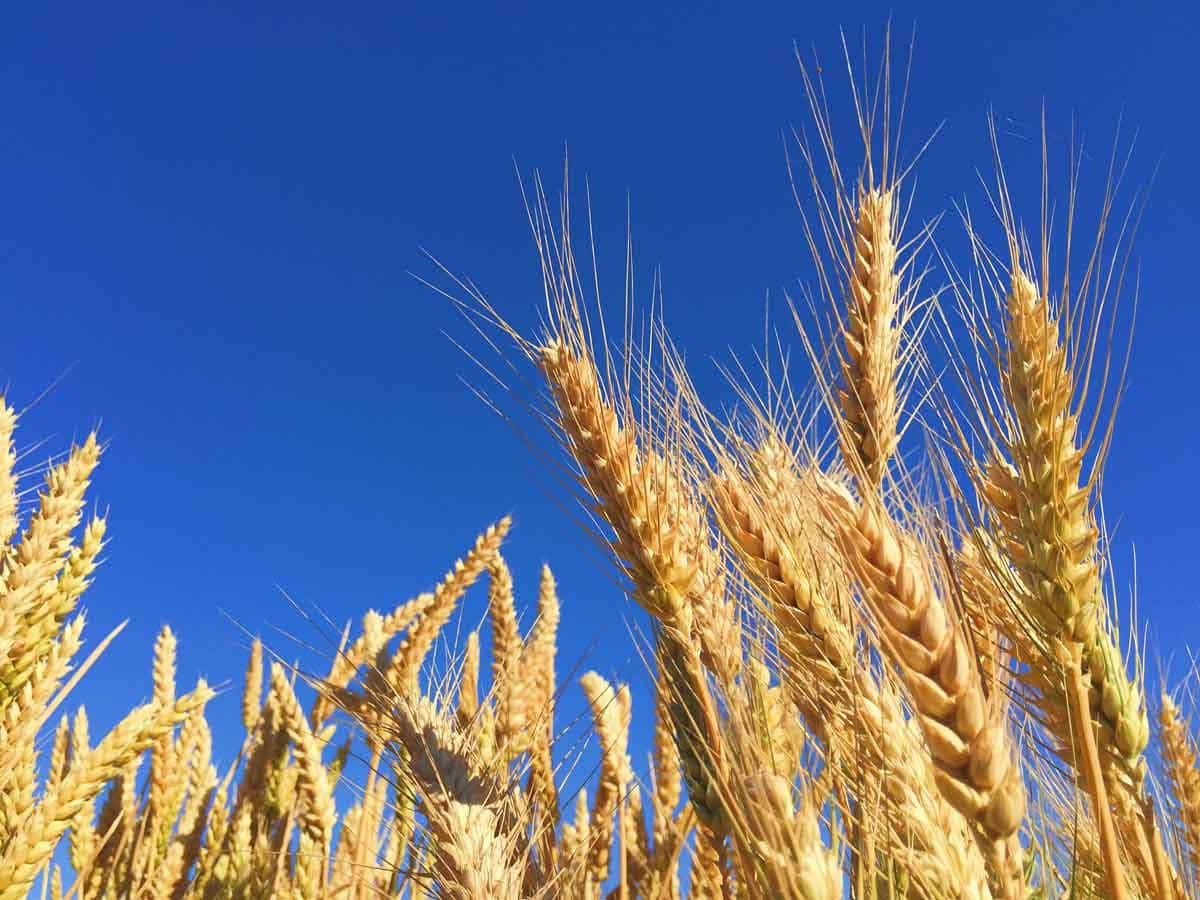 wheat before harvest