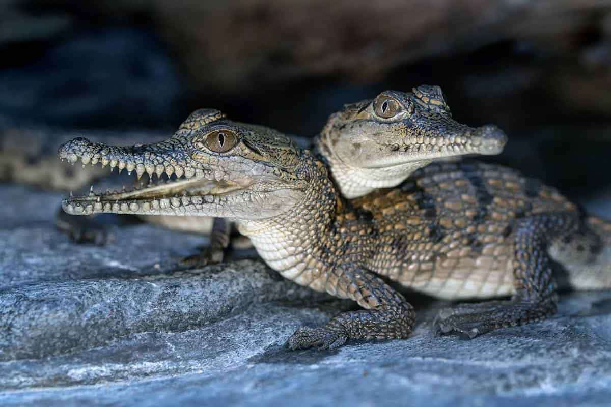 animal attack crocodiles