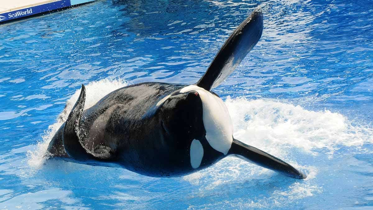 animal-attack-tilikum