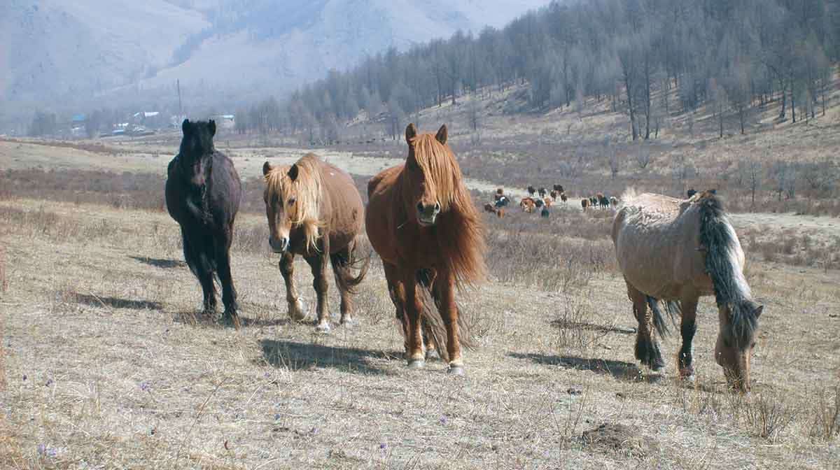 mongolian horses in mongolia