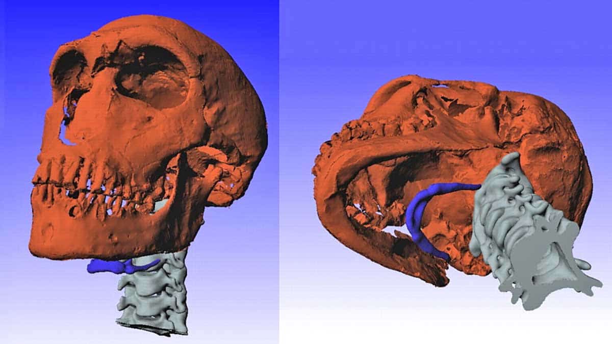 neanderthal hyoid bone.jpg