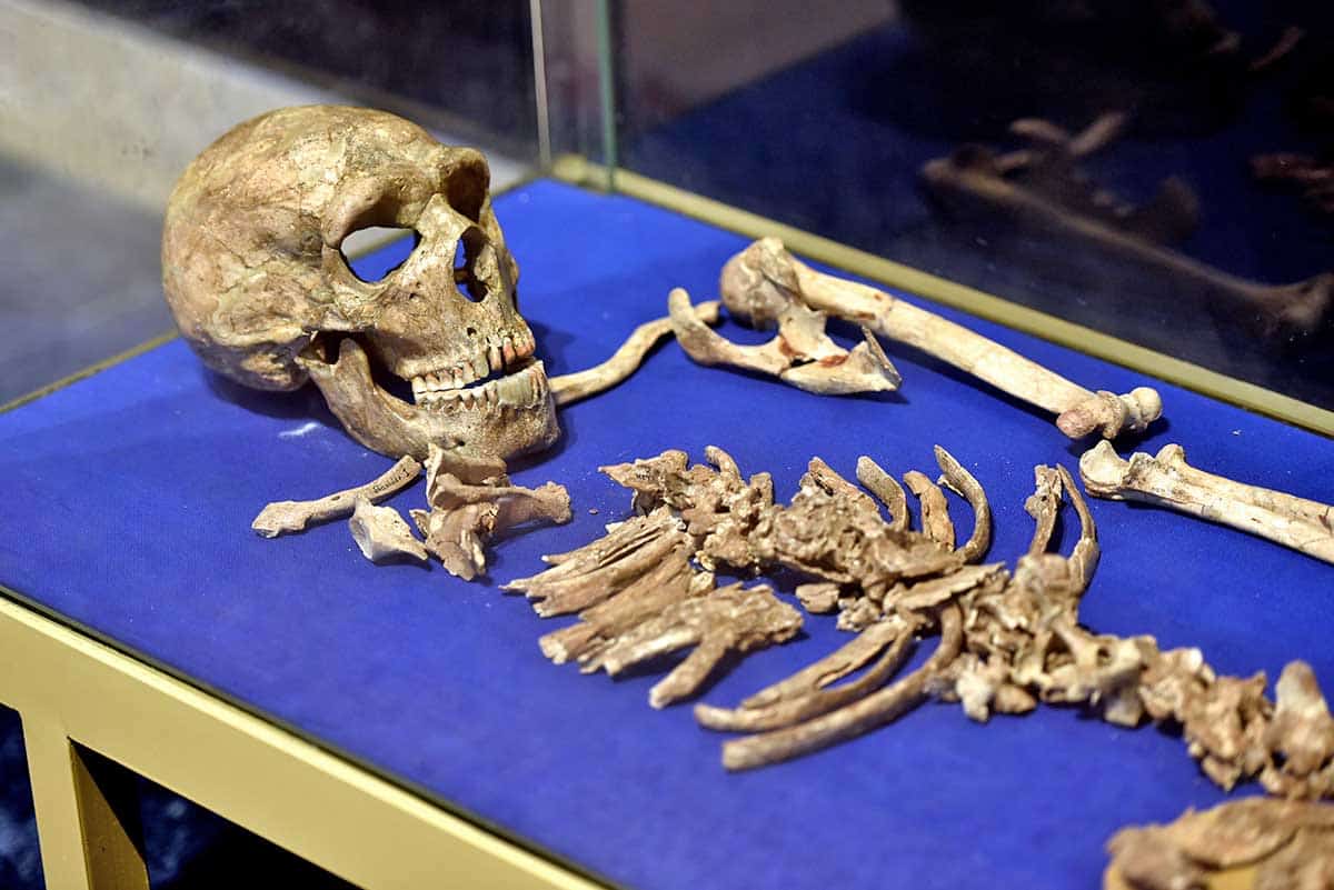 shanidar-i-skeleton