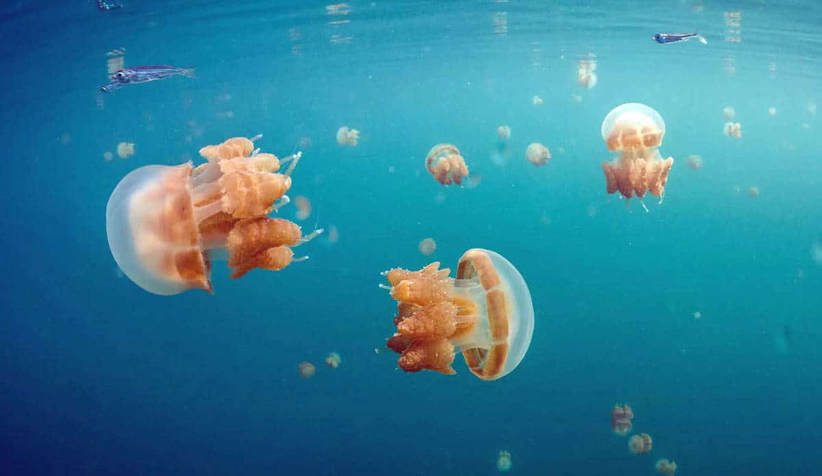 indonesia stingless jellyfish