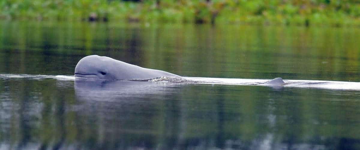 kalimantan indonesia dophin