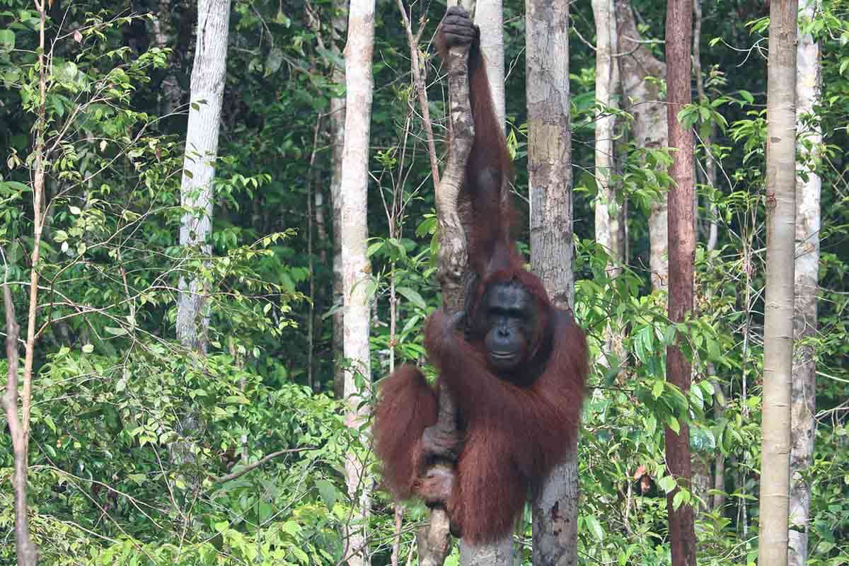 kalimantan indonesia orangutan