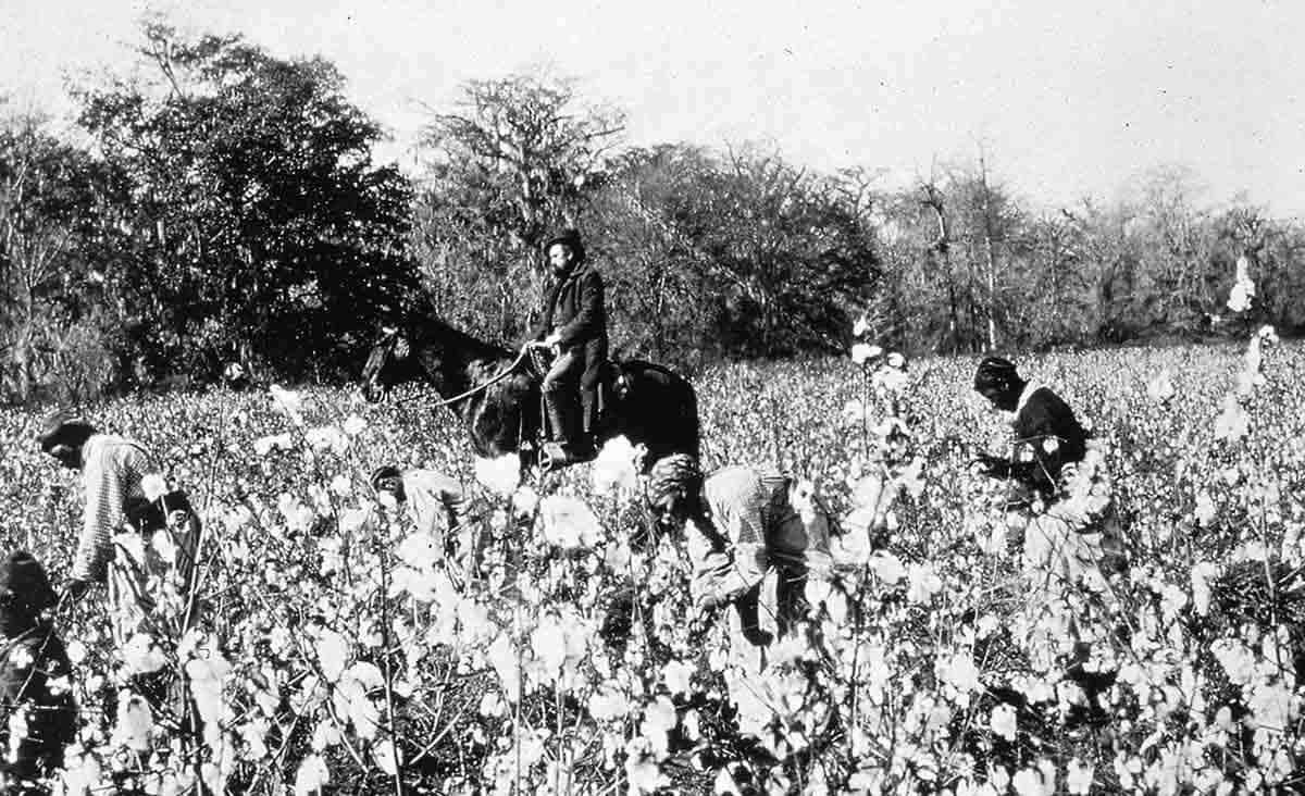 slaves picking cotton