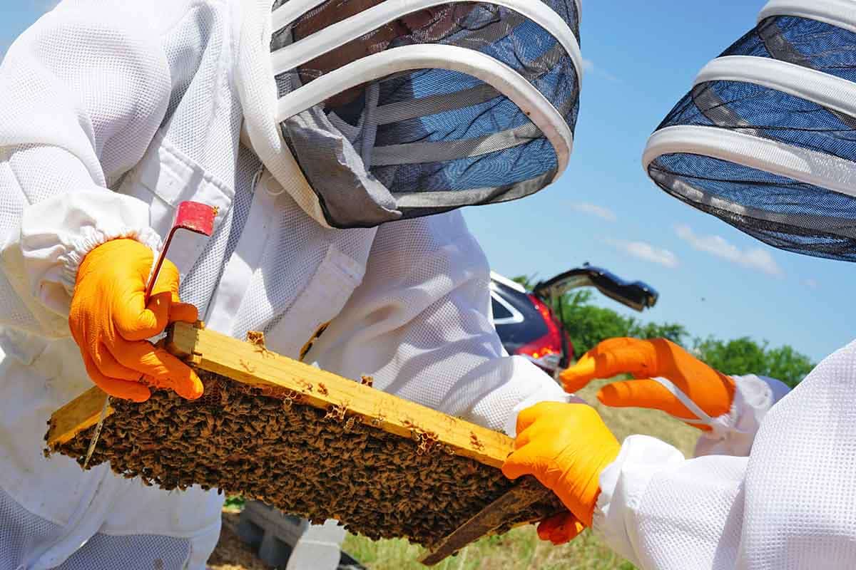 bee keeper at work