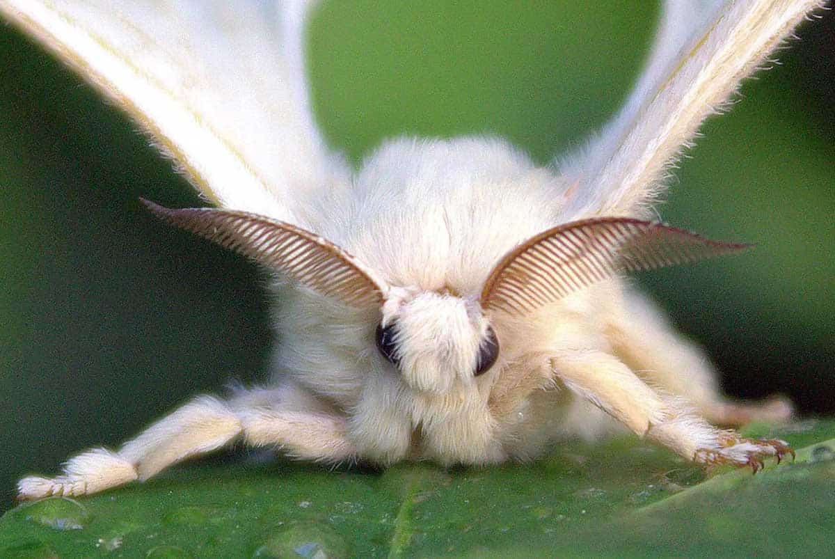 bombyx mori moth