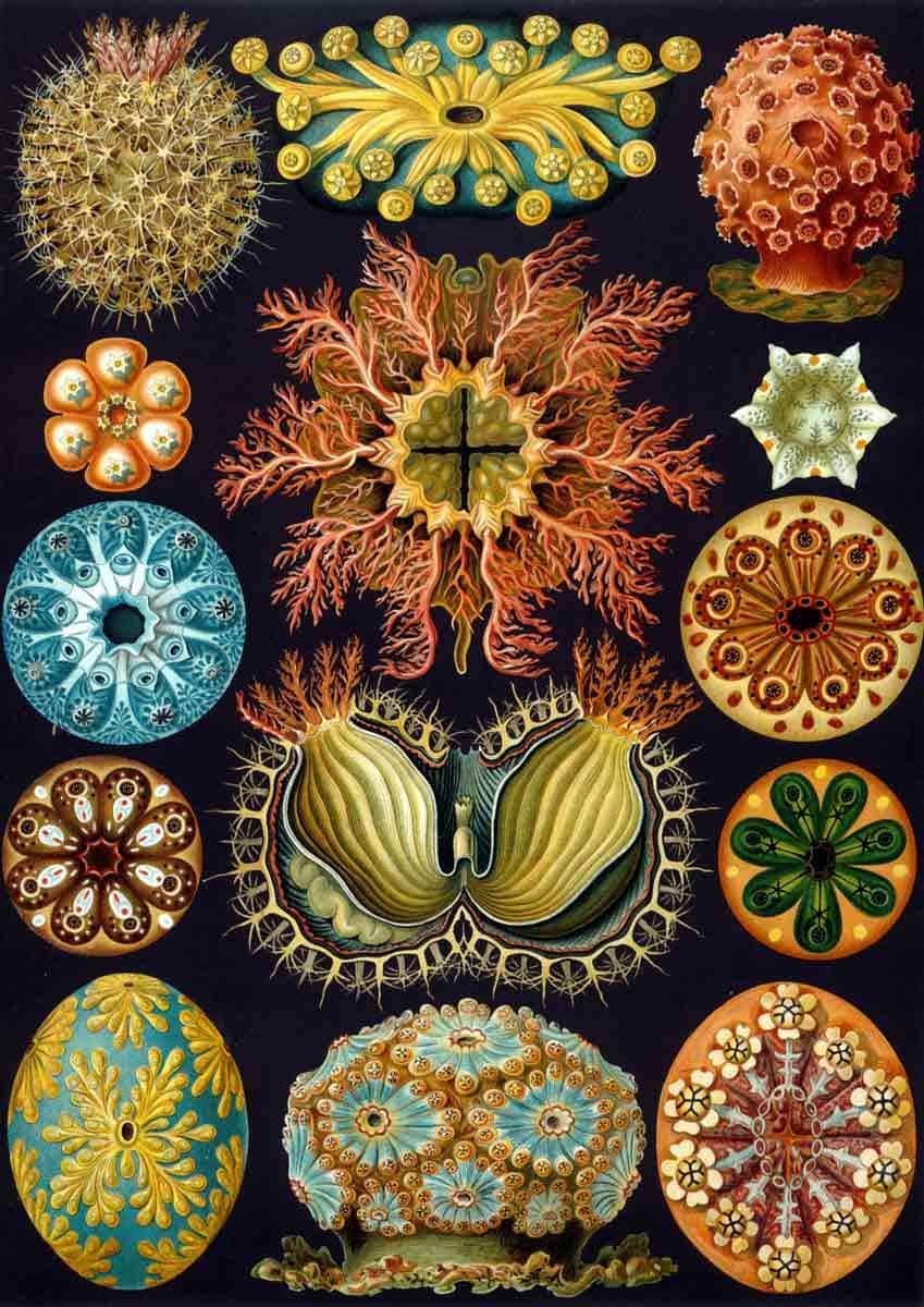 haeckel ascidiacea lithograph