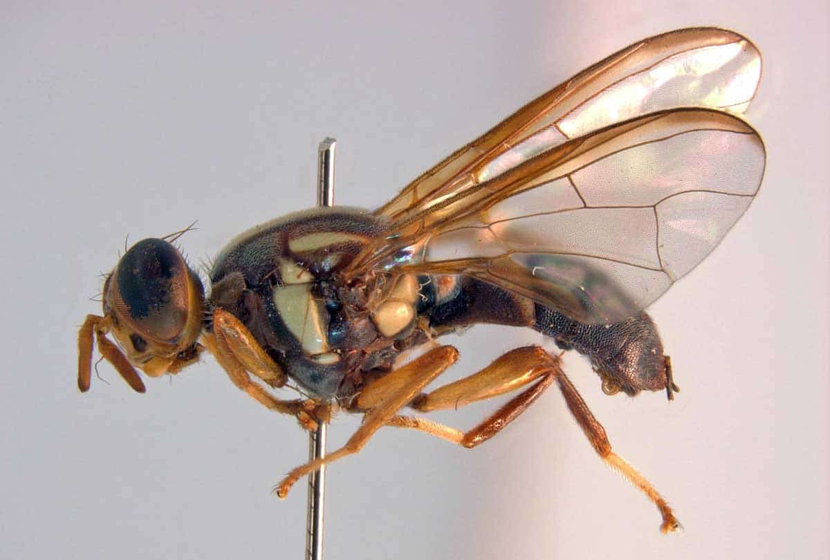 lesser fruit fly domesticated