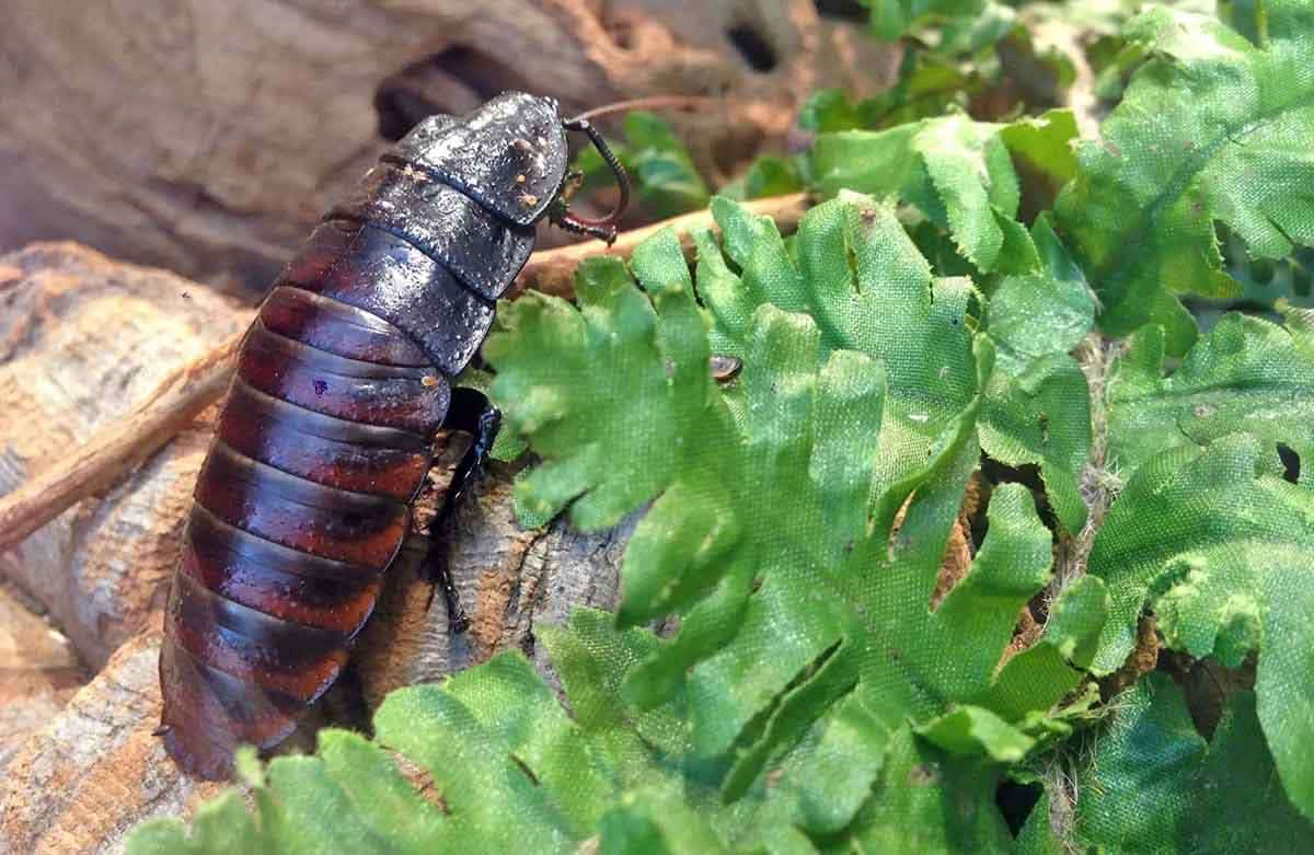 madagascar hissing cockroach