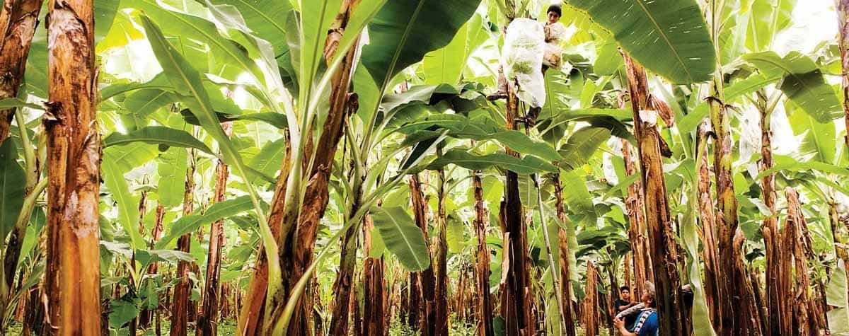 united-fruit-harvest-ecuador