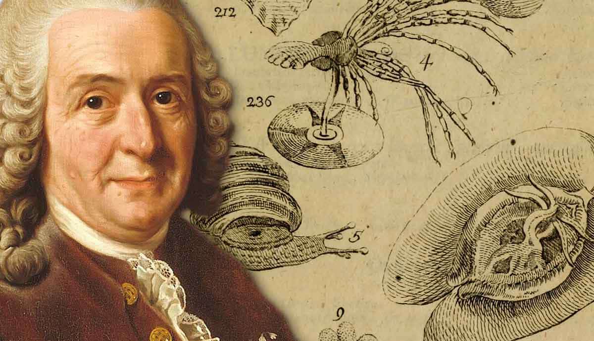 carl linnaeus life works legacy