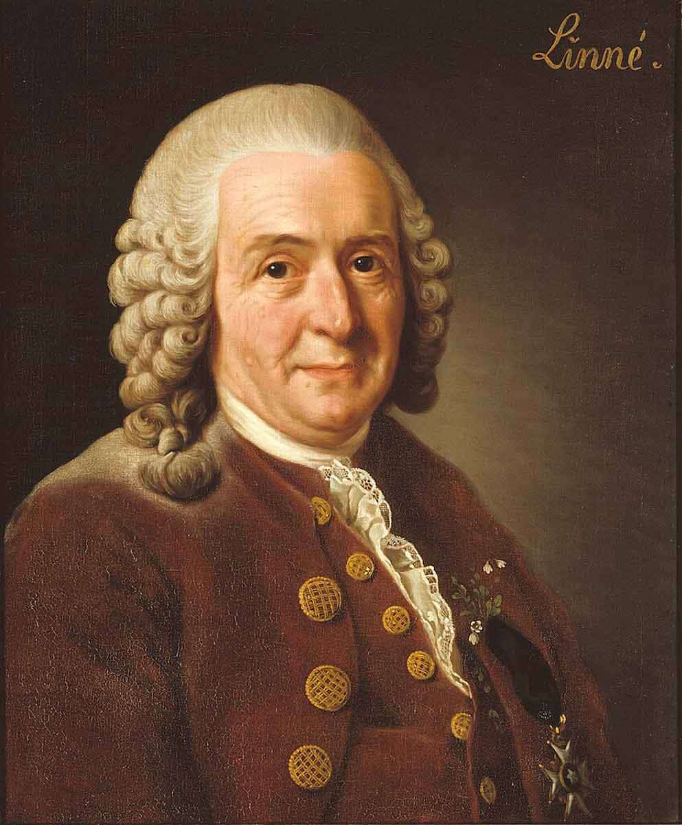 carl linnaeus portrait