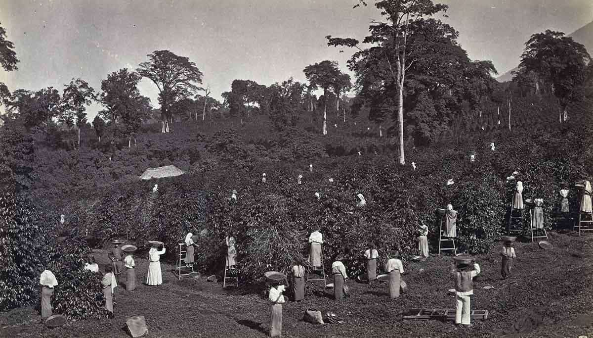 coffee harvesting guatemala