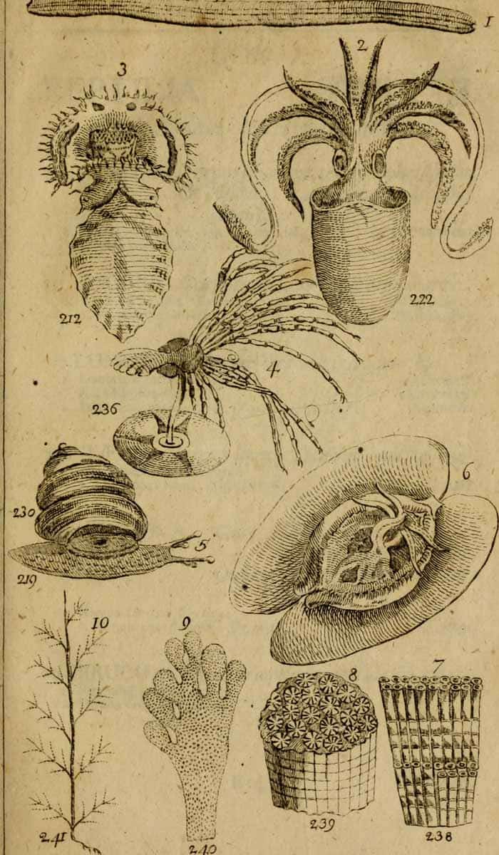 illustrations from systema naturae