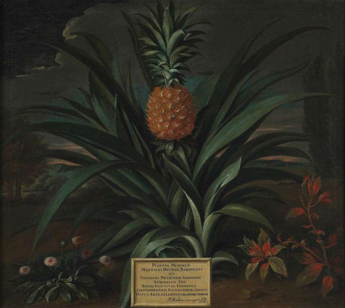 pineapple netscher 1720 baroque